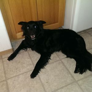 Meet your Posher, Zenith